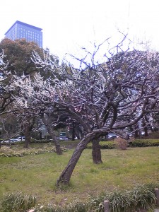 芝公園の梅