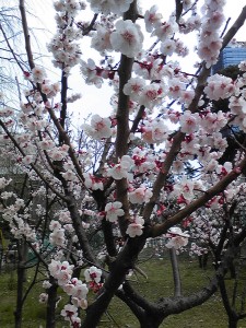 芝公園の梅