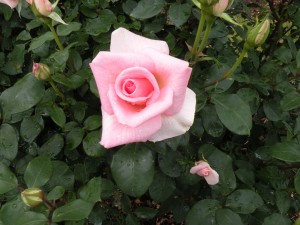 おぢやクラインガルデンのバラ